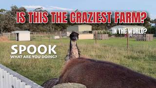 Is this the craziest farm in the world?