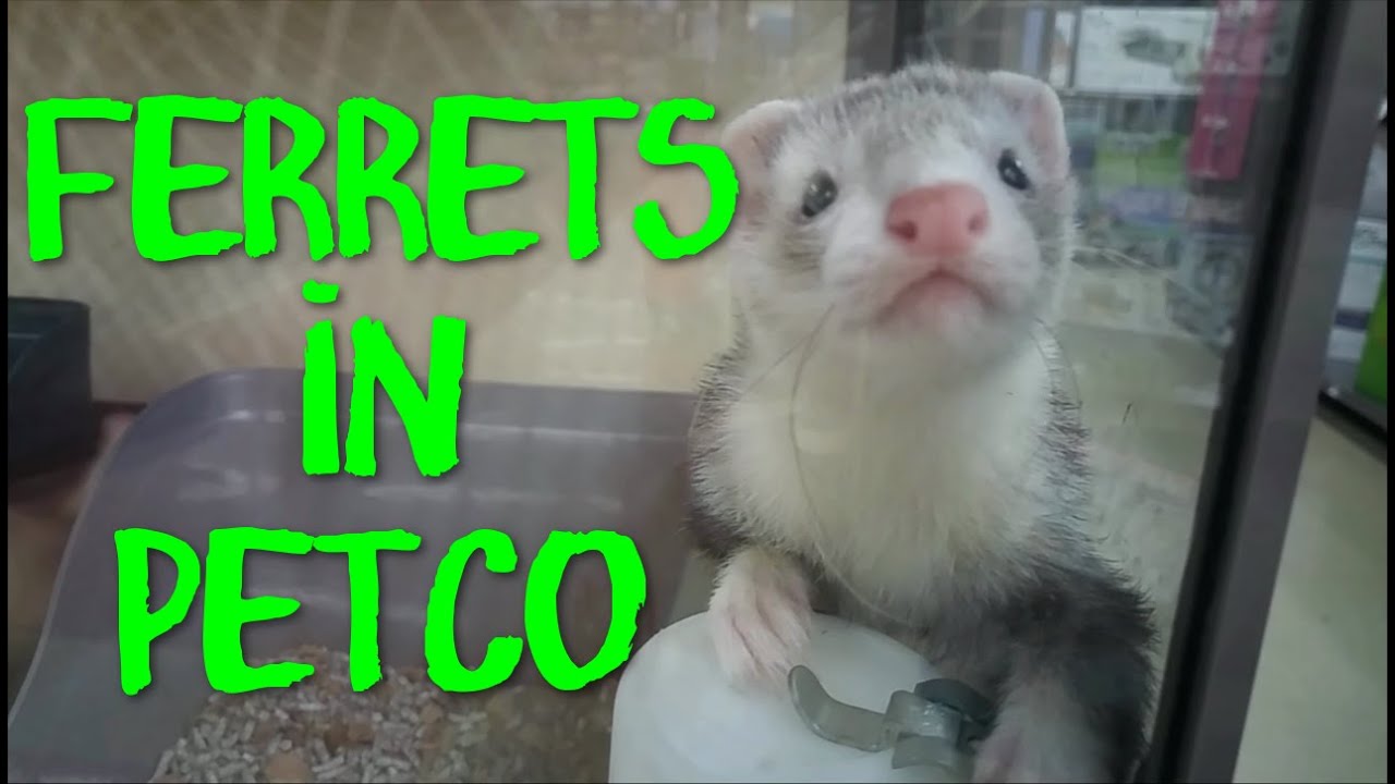 pet stores that sell ferrets