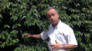 Café - Uso dos produtos Viva e Megafol