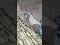 Quando me pedem pra fazer algo que já tô fazendo