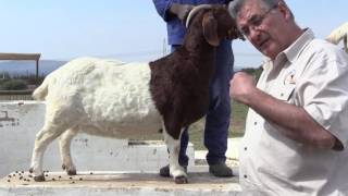 Conrad Herbst Explaining the Colouring on Boer Goats - Video3