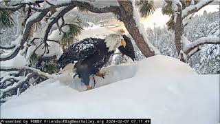 Shadow replaces Jackie FOBBV CAM  Big Bear Bald Eagle Live Nest - Cam 1