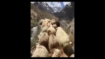 ما تيسر من سورة الرحمن بصوت جميل جدا تريح القلب 👍👍👍❤️😭