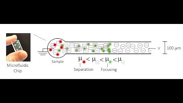 Isotachophoresis-Based Surface Immunoassay