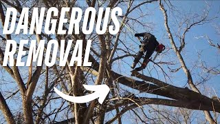 Tricky Tree Removal - Uprooted Tree Hung in Other Trees