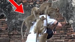 Crazy Lop Buri Monkeys | Phra Prang Sam Yot | Lop Buri City - Thailand Travel 2023 screenshot 1