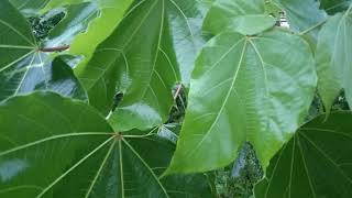 Tshuaj Zoo Tsiaj Mob Tuag Aw Zoo Heev Nawj Hmoob