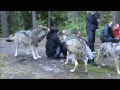 Wolf howling Wolf howling