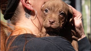Dog Overpopulation Crisis 2025