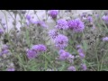Repel Mosquitoes In Texas That Plants