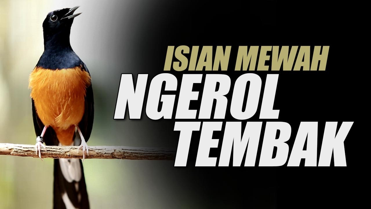 MURAI BATU GACOR PANCINGAN EMOSI MURAI BATU SUSAH BUNYI CEPAT GACOR KELUARIN MATERI ISIAN