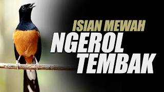 Download Lagu MURAI BATU GACOR PANCINGAN EMOSI MURAI BATU SUSAH BUNYI CEPAT GACOR KELUARIN MATERI ISIAN MP3