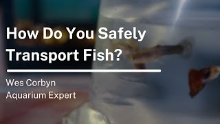 How Do You Safely Transport Fish?