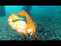 Stunning captures moment seahorse transfers eggs to her partner