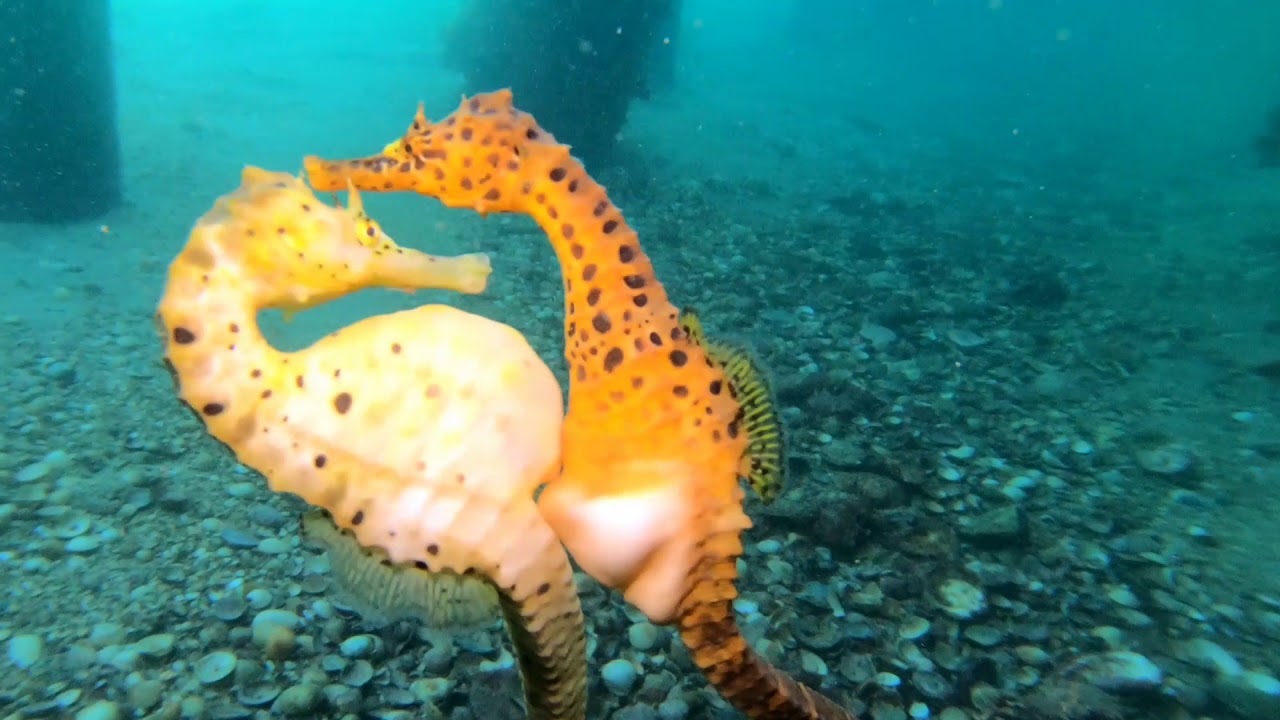Stunning Video Captures Moment Seahorse Transfers Eggs to Her Partner - You...
