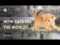 Cat vision  how cats see the world