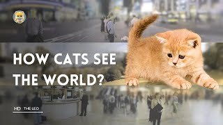 Cat Vision : How cats see the world?