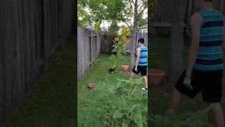 Black Lab Puppy plays keep away!