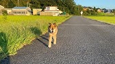 マムシに噛まれた柴犬ラッキー The Name Of A Dog Bitten By A Poisonous Snake Is Lucky Youtube