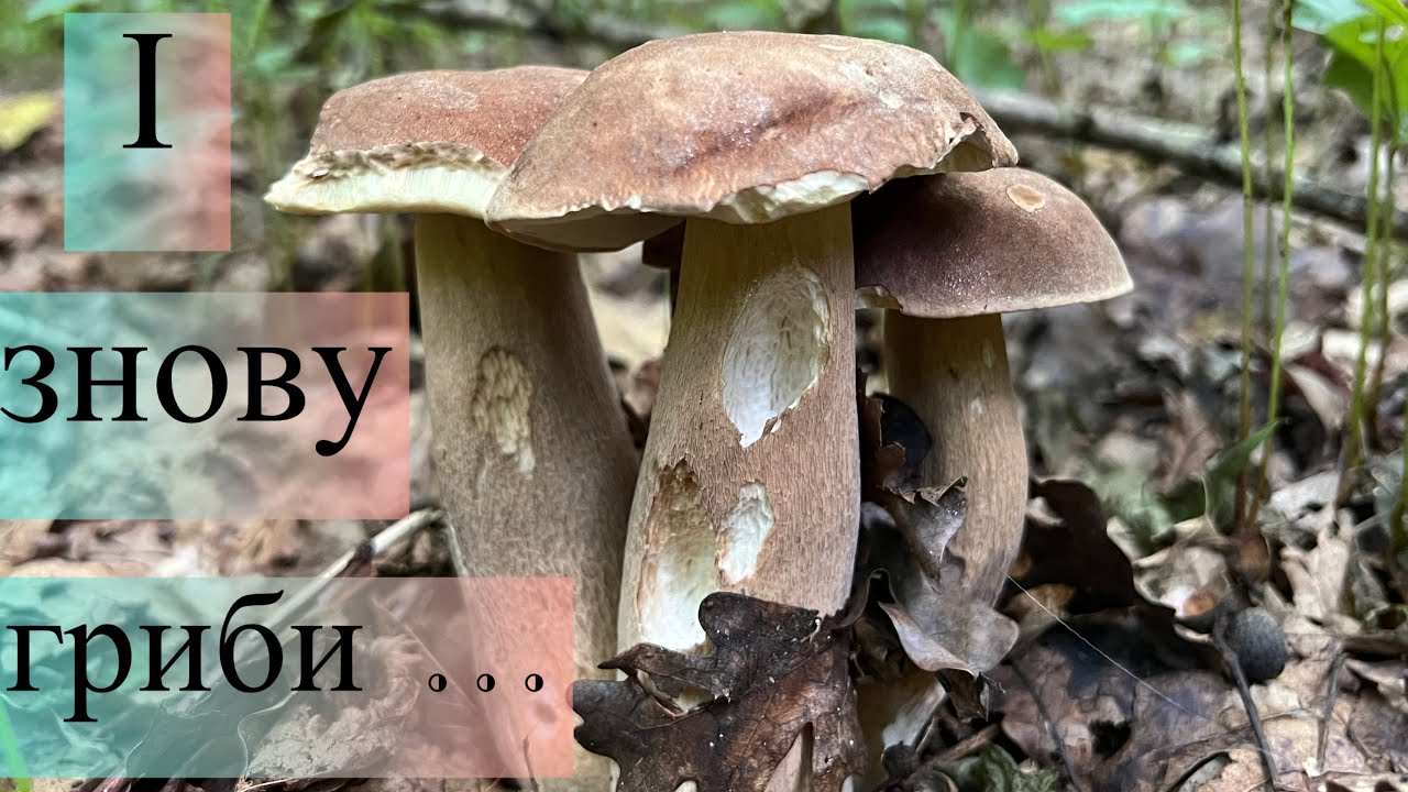 Грибів менше, але вони кращі. Збір грибів у Карпатах