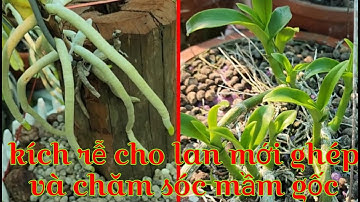 Cách chăm sóc lan phát triển vượt trội, kích rễ cho lan mới ghép hiệu quả nhất