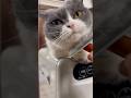 たまちゃんのブラッシングでございます🤭#ブラッシング#猫のいる暮らし #catlife