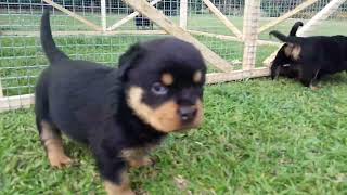 Rottweiler Cain and Senna's Pups having a big explore.