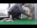【秋田犬ゆうき】ジメジメの朝に今がチャンス！と雨間を縫ってお散歩に出たら全然ダメだった【akita dog】