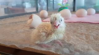 Новорождённый цыплёнок в AHHAA Keskus Tartu