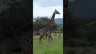 Tsavo National Park is Heaven on Earth
Tsavo National Park is Heaven on Earth Tsavo National Park is Heaven on Earth