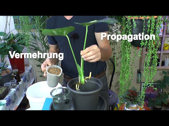 Monstera Thai Constellation und Philodendron in Sorten propagation  Informationen und praktische Anwe - YouTube