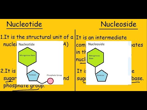 Video: Rozdíl Mezi Nukleotidy A Nukleosidy