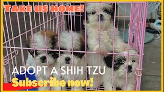 Adopt A Shih Tzu Now! | SUPER MARCOS VLOGS