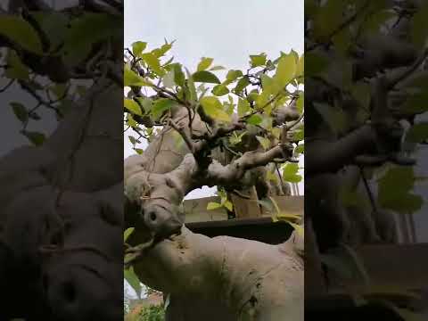 Video Những cây Huyền của Trung Quốc ( China Penjing )... - youtube