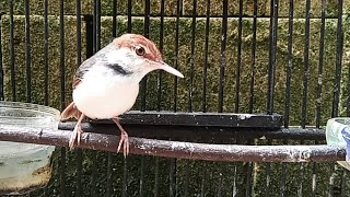 Prenjak Coki BETINA Gacor - Suara Pancingan Burung Pernjak / Cinenen COKI COKI Jantan Paling AMPUH