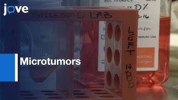 Microtumors from 3D Human Biogel Culture System and Glioblastoma Cells |Protocol Preview