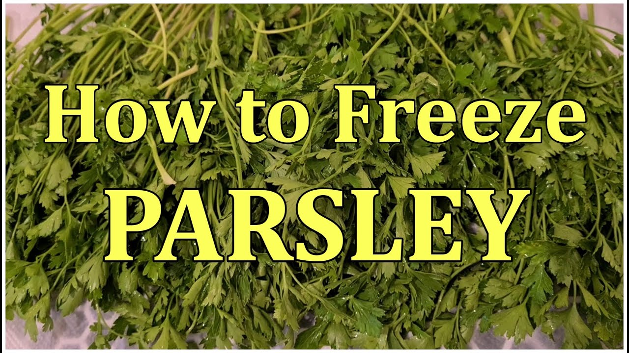 How to Freeze Fresh Parsley (Easy to Do) YouTube