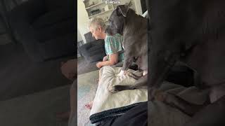 Dog Watching Tv With Grandma