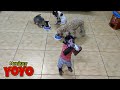 YoYo JR helps dad prepare dinner for Milk, CoCo and MoMo