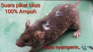 Suara pikat tikus / the sound of rats. paling ampuh dijamin auto 100% nyamperin