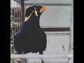 Nyesel..gk liat Burung Beo Pintar ini