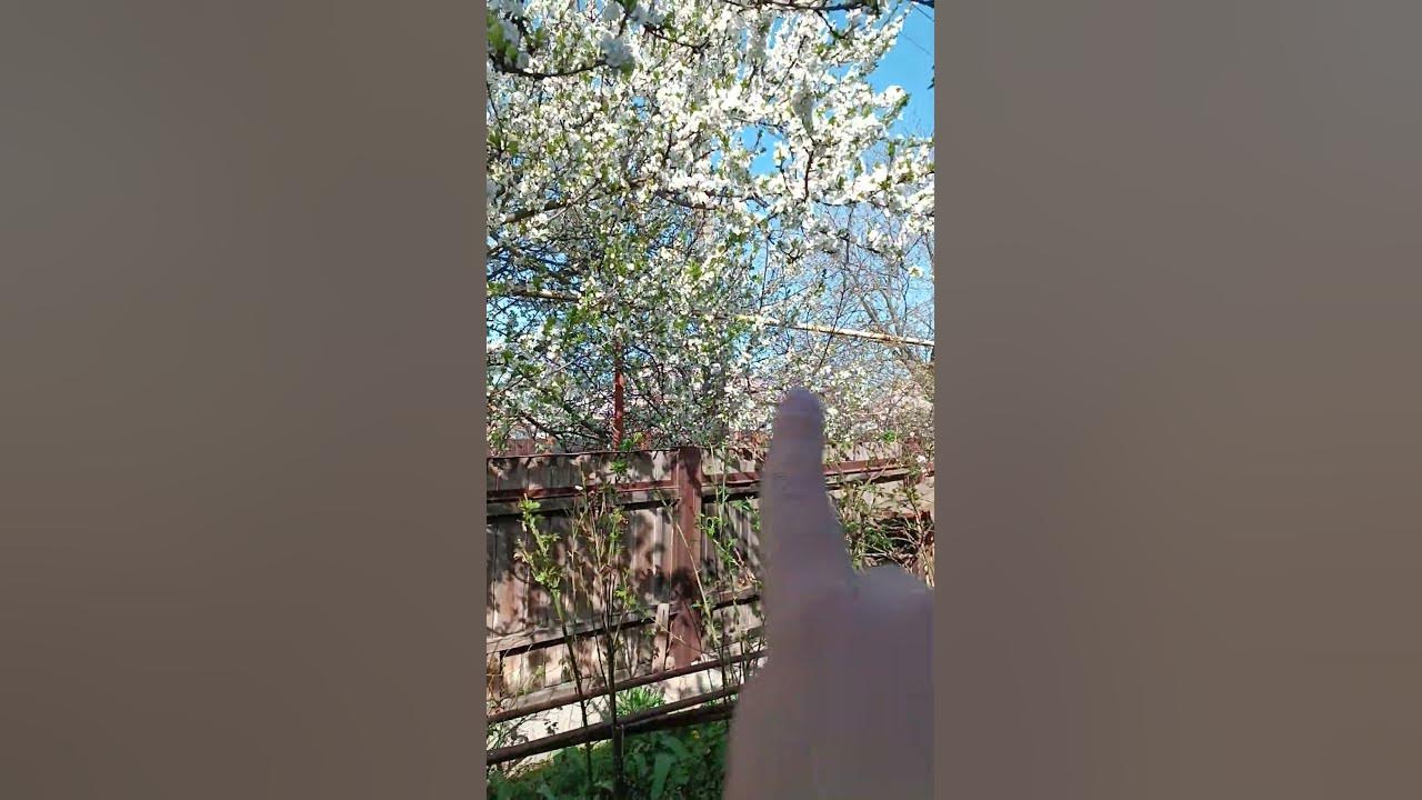 алыча цветет))) - YouTube