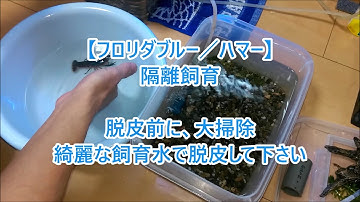 フロリダブルー飼育 Youtube