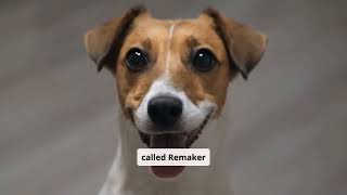 "Max the Dog Tells You About Remake AI in 2 Minutes! screenshot 3
