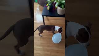 My Pitbull Puppy Plays With His Birthday Balloons
