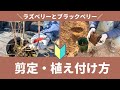 【果樹】ラズベリー・ブラックベリーの冬場の管理(植え付け、剪定)
