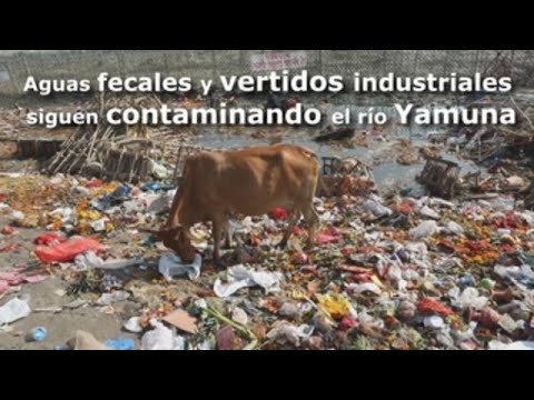 Video: ¿Por qué se está contaminando el río Yamuna?