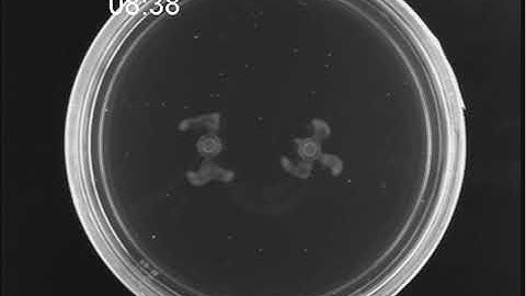 The Ultimate Guide to Bacterial Swarming: Supplemental Video 2