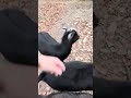 Finn wasn’t a good boy today