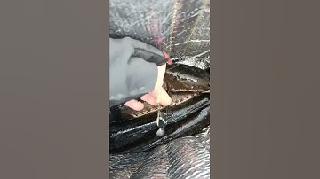 Câu Cá Lóc Bằng Nhái Hơi p3 .Hugo lâu năm Đồ Câu Đại ngáo#shorts